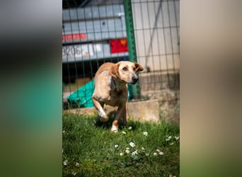 Freundliche J.J ( * 02 / 2023 ) sucht ihre Familie