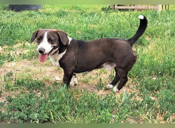 Mylo ( * 05/2024 ) sucht seine Menschen
