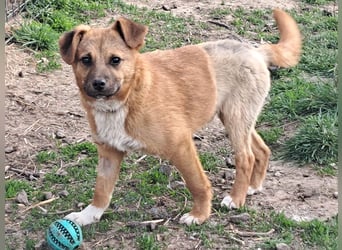 Kleiner Mango ( * 08/2025 ) sucht seine Familie