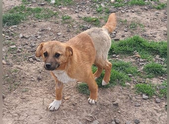 Kleiner Mango ( * 08/2025 ) sucht seine Familie