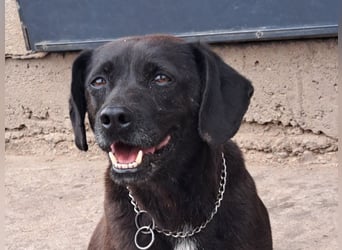 Indy ( * 07 / 2018) sucht ihre Menschen