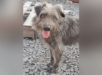 Kleine Paris ( * 10.2019 ) sucht ihre Familie