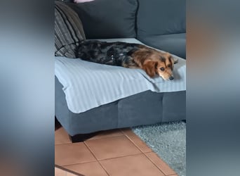 Kleiner Teddy ( * 07 / 2024 ) sucht dringend neues Zuhause