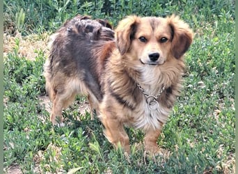 Kleiner Teddy (*07/2024 ) sucht seine Familie