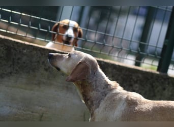 Freundliche J.J ( * 02 / 2023 ) sucht ihre Familie