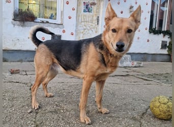 Kleiner Jesse ( * 06/2019 ) sucht seine Menschen