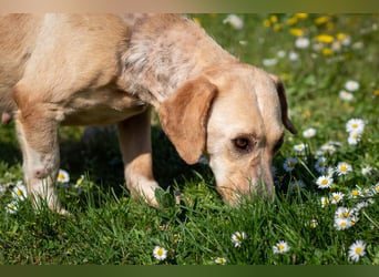 Freundliche J.J ( * 02 / 2023 ) sucht ihre Familie