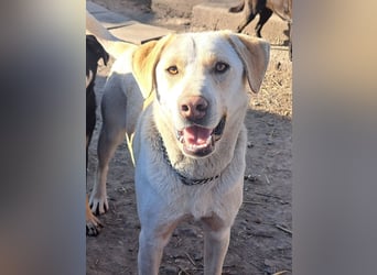 Süßer Latte ( * 12.2024 ) sucht seine Menschen