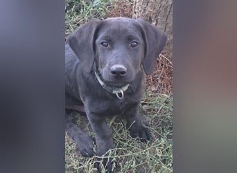 Kleiner Norman ( * 06/2026 ) sucht seine Familie