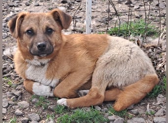 Kleiner Mango ( * 08/2025 ) sucht seine Familie