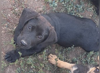 Kleiner Norman ( * 06/2026 ) sucht seine Familie