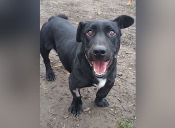 Kleiner Elvis ( * 04 / 2021 ) sucht seine Menschen