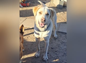 Süßer Latte ( * 12.2024 ) sucht seine Menschen