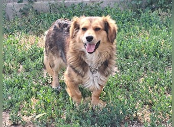 Kleiner Teddy (*07/2024 ) sucht seine Familie