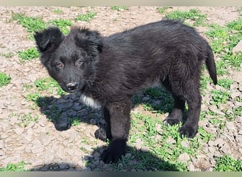 Kleiner Semir sucht seine Menschen