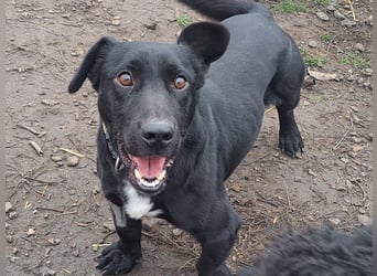 Kleiner Elvis ( * 04 / 2021 ) sucht seine Menschen