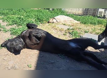 Kleine Tessa ( * 05/2025 ) sucht ihre Menschen