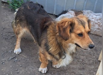 Kleiner Teddy (*07/2024 ) sucht seine Familie