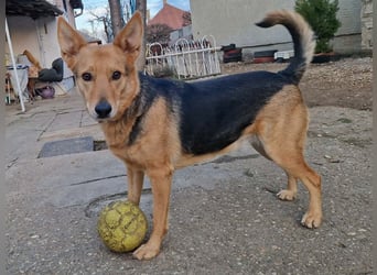 Kleiner Jesse ( * 06/2019 ) sucht seine Menschen