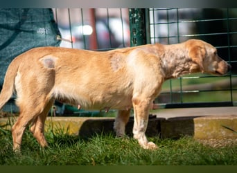 Freundliche J.J ( * 02 / 2023 ) sucht ihre Familie