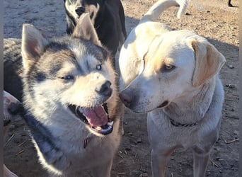 Süßer Latte ( * 12.2024 ) sucht seine Menschen