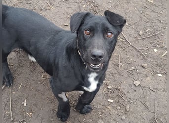 Kleiner Elvis ( * 04 / 2021 ) sucht seine Menschen