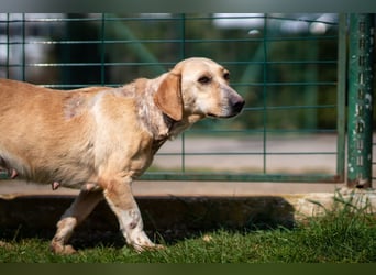 Freundliche J.J ( * 02 / 2023 ) sucht ihre Familie
