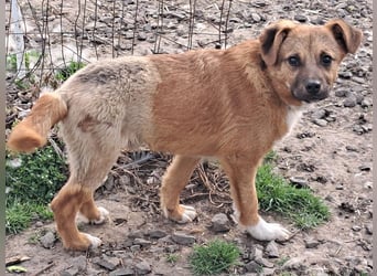 Kleiner Mango ( * 08/2025 ) sucht seine Familie