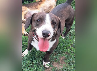 Mylo ( * 05/2024 ) sucht seine Menschen