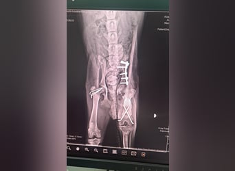 Kleiner Mango ( * 08/2025 ) sucht seine Familie