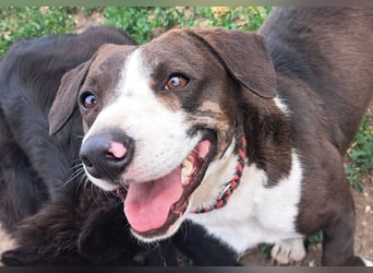 Mylo ( * 05/2024 ) sucht seine Menschen