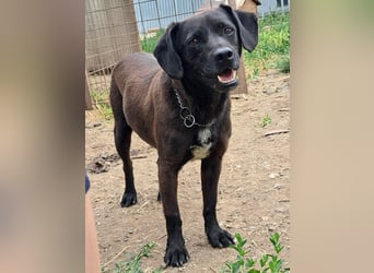 Indy ( * 07 / 2018) sucht ihre Menschen
