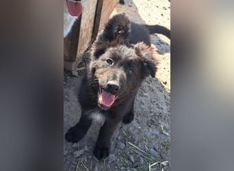 Kleiner Semir sucht seine Menschen