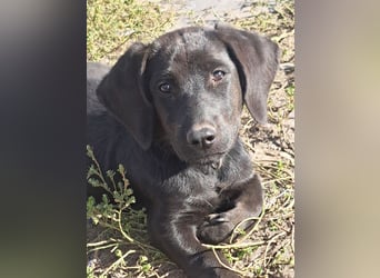 Kleiner Norman ( * 06/2026 ) sucht seine Familie