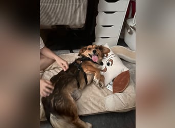 Kleiner Teddy ( * 07 / 2024 ) sucht dringend neues Zuhause
