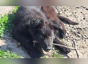 Kleiner Semir sucht seine Menschen