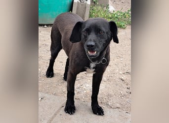 Indy ( * 07 / 2018) sucht ihre Menschen