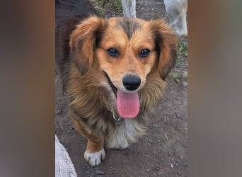 Kleiner Teddy (*07/2024 ) sucht seine Familie