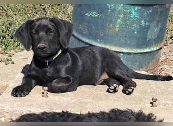 Kleiner Norman ( * 06/2026 ) sucht seine Familie