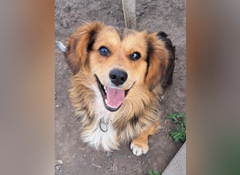 Kleiner Teddy (*07/2024 ) sucht seine Familie