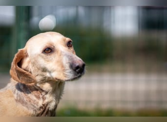 Freundliche J.J ( * 02 / 2023 ) sucht ihre Familie