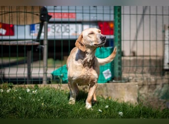 Freundliche J.J ( * 02 / 2023 ) sucht ihre Familie