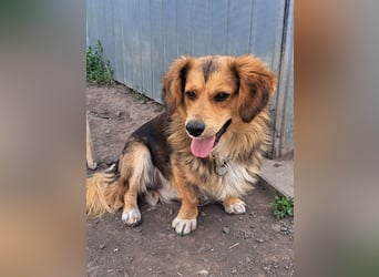 Kleiner Teddy (*07/2024 ) sucht seine Familie