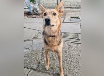 Kleiner Jesse ( * 06/2019 ) sucht seine Menschen