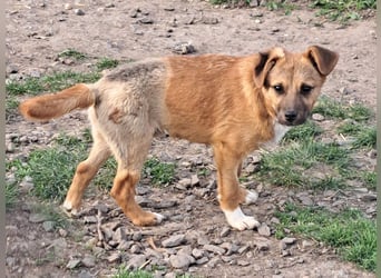 Kleiner Mango ( * 08/2025 ) sucht seine Familie