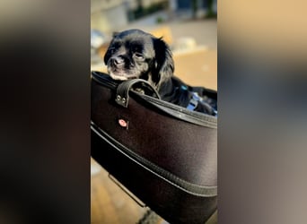 Muckel - kleiner,verschmuster Begleiter