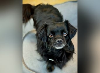 Muckel - kleiner,verschmuster Begleiter