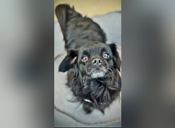 Muckel - kleiner,verschmuster Begleiter