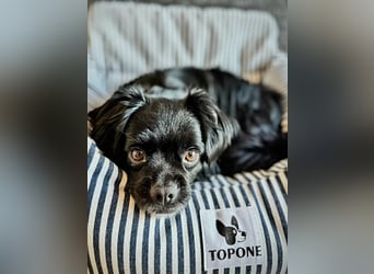 Muckel - kleiner,verschmuster Begleiter