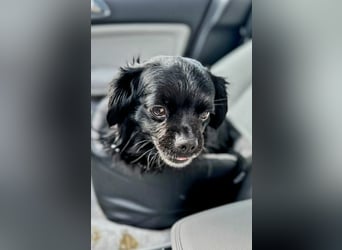 Muckel - kleiner,verschmuster Begleiter